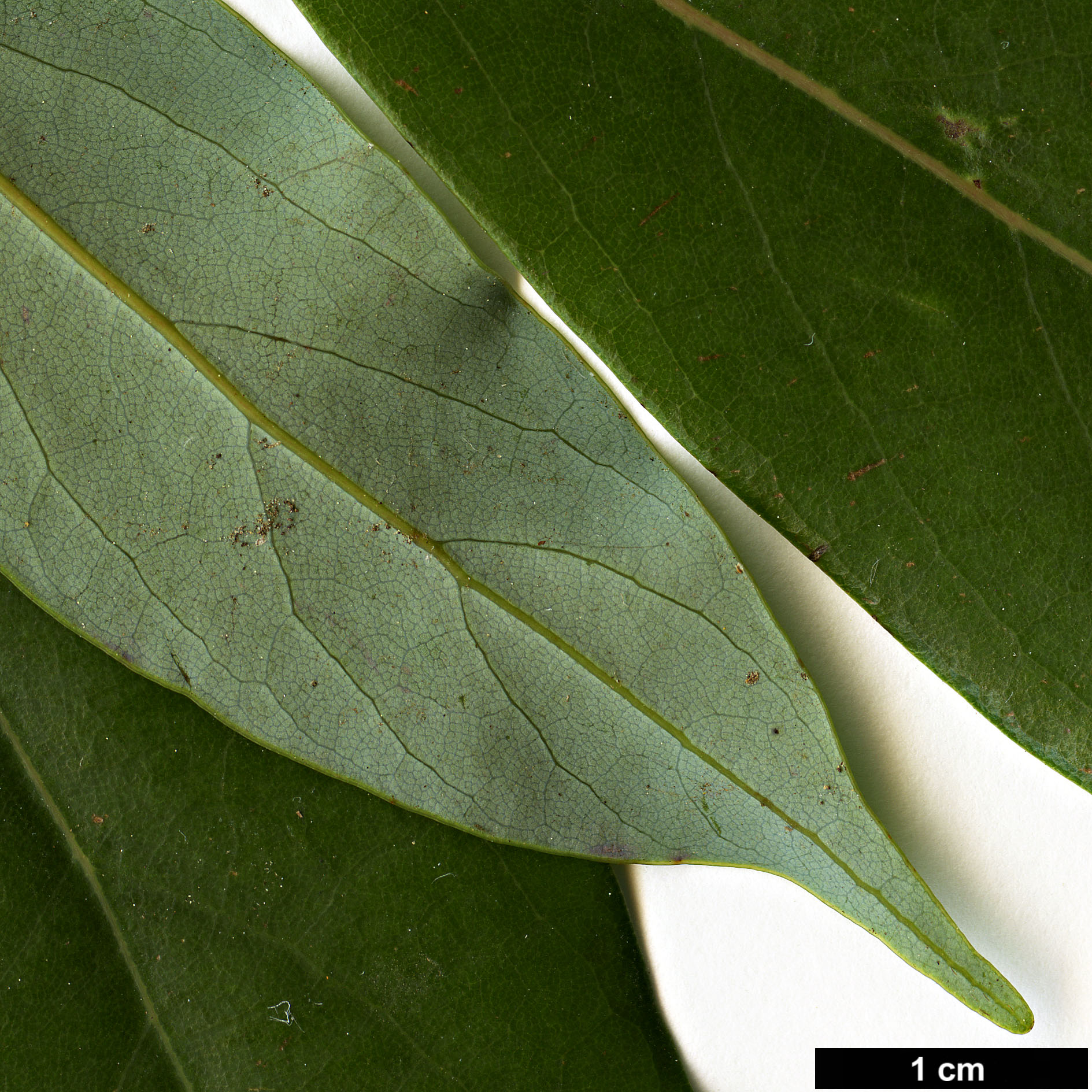 High resolution image: Family: Lauraceae - Genus: Persea - Taxon: ichangensis - SpeciesSub: var. leiophylla